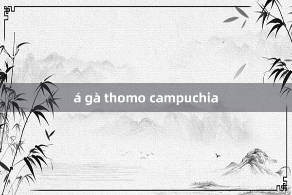 á gà thomo campuchia