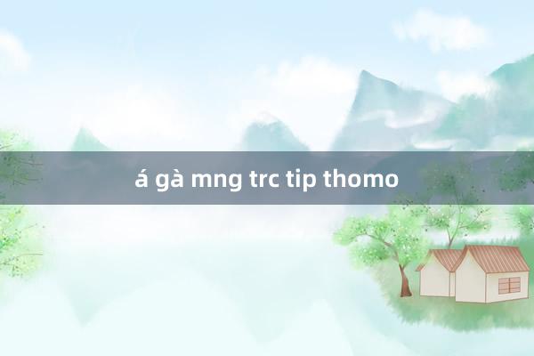 á gà mng trc tip thomo