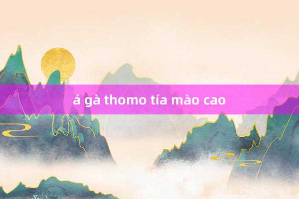 á gà thomo tía mào cao